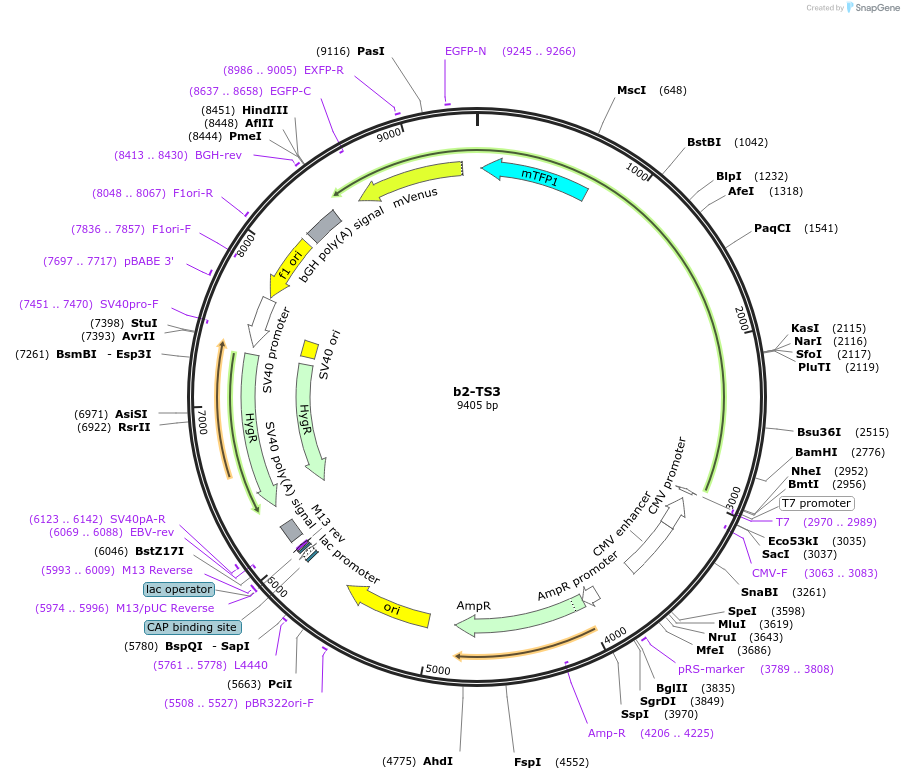 103877-plasmid-map-sequence-id-199428