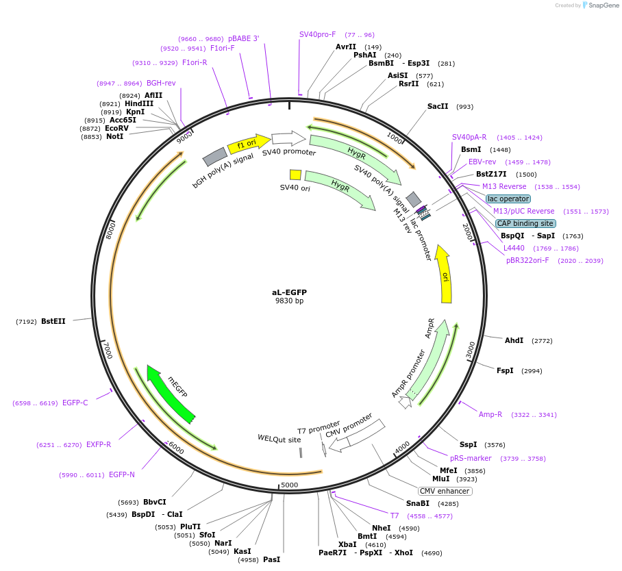 103879-plasmid-map-sequence-id-199435