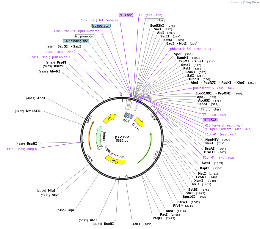 98430-plasmid-map-sequence-id-199437