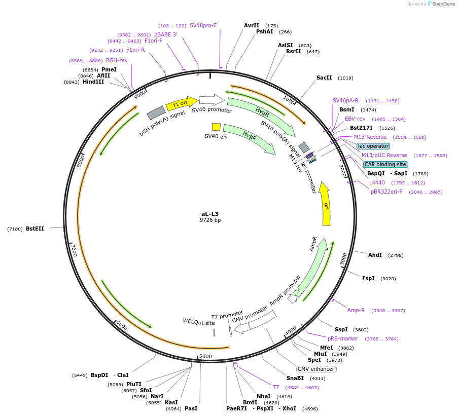 103881-plasmid-map-sequence-id-199438