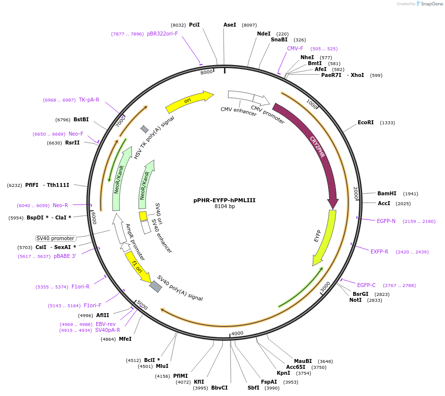 103825-plasmid-map-sequence-id-199459