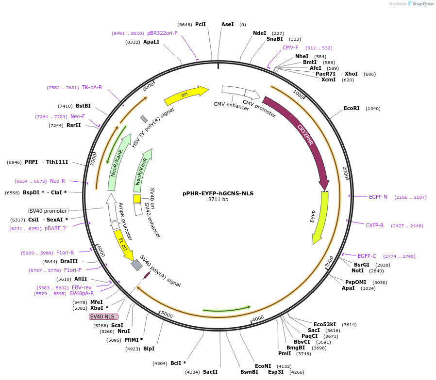 103827-plasmid-map-sequence-id-199461