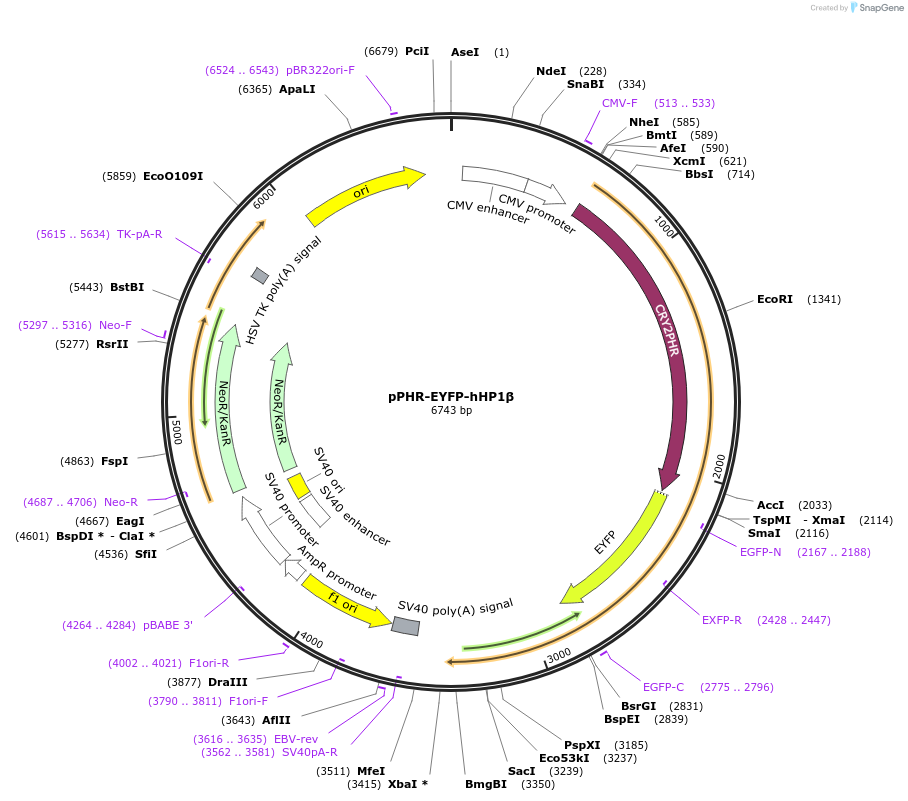 103829-plasmid-map-sequence-id-199463