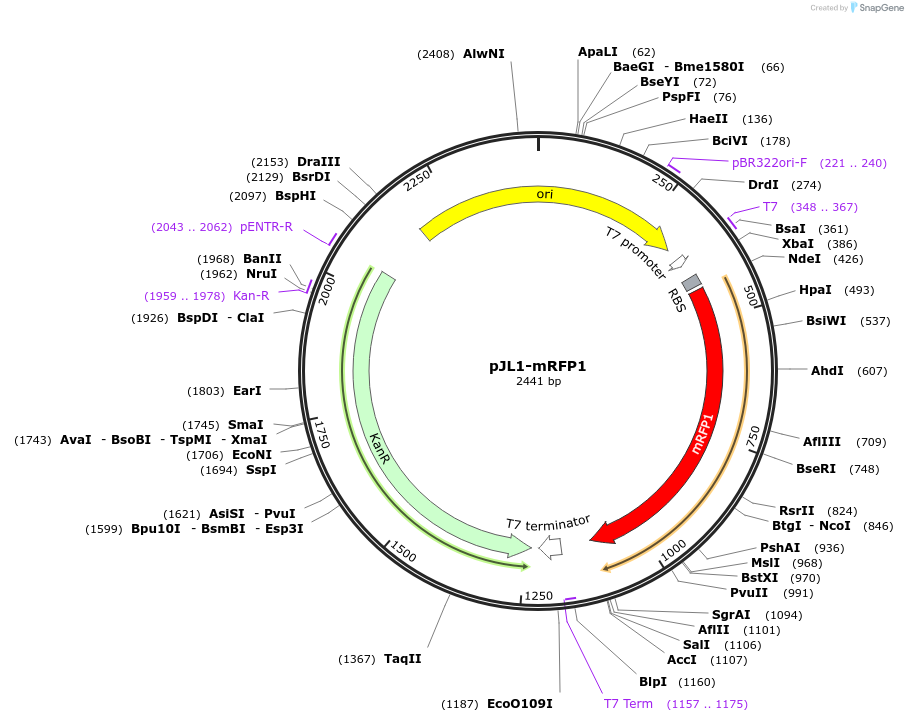 102630-plasmid-map-sequence-id-199468