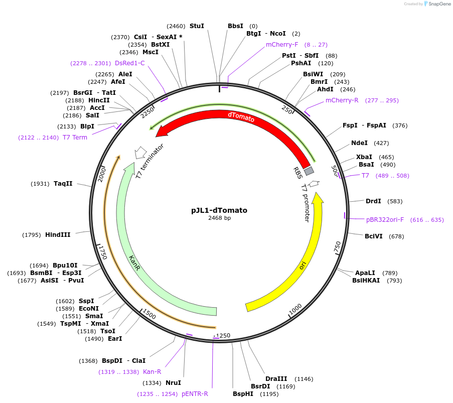 102631-plasmid-map-sequence-id-199469