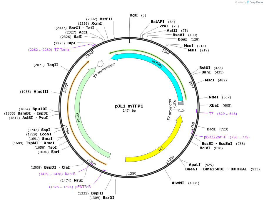 102635-plasmid-map-sequence-id-199473
