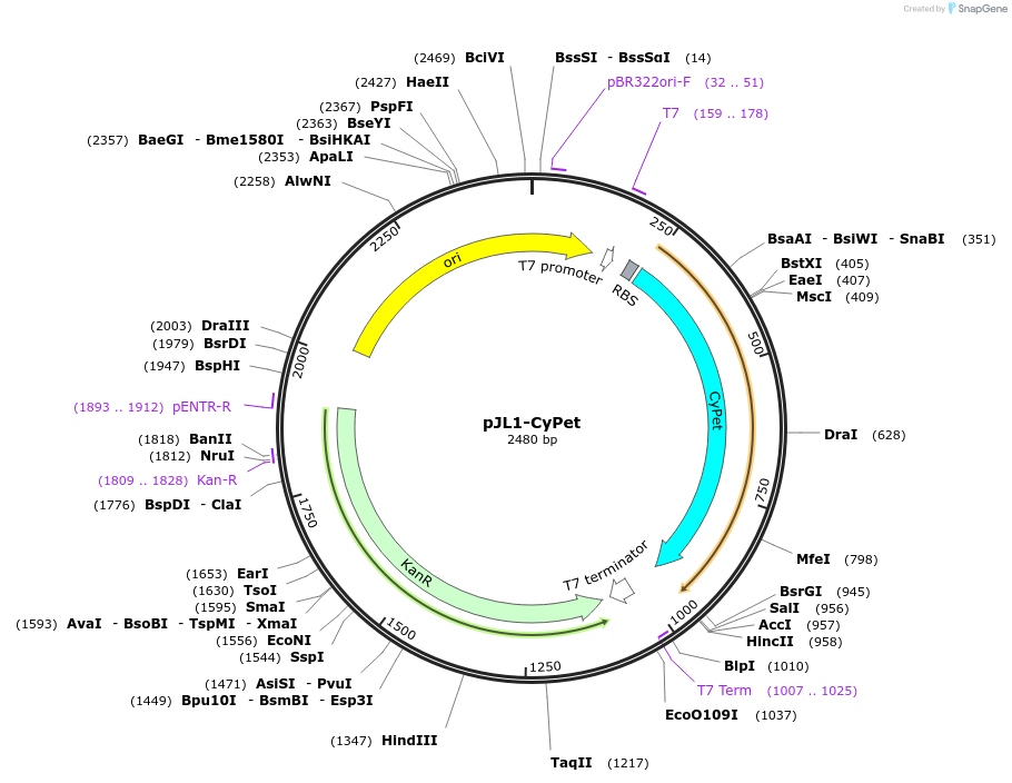 102636-plasmid-map-sequence-id-199474
