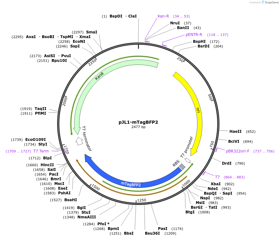 102638-plasmid-map-sequence-id-199484