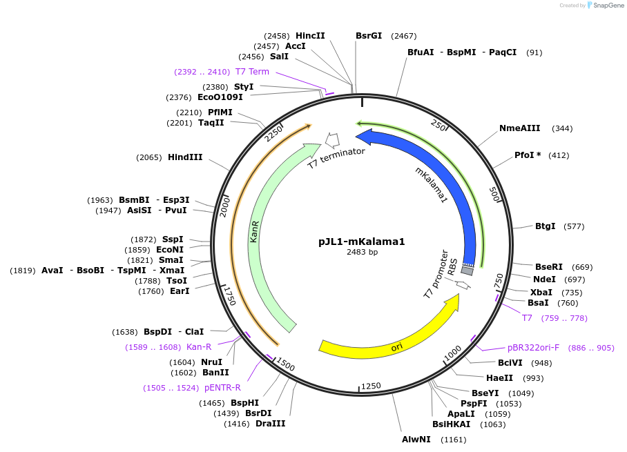 102639-plasmid-map-sequence-id-199485