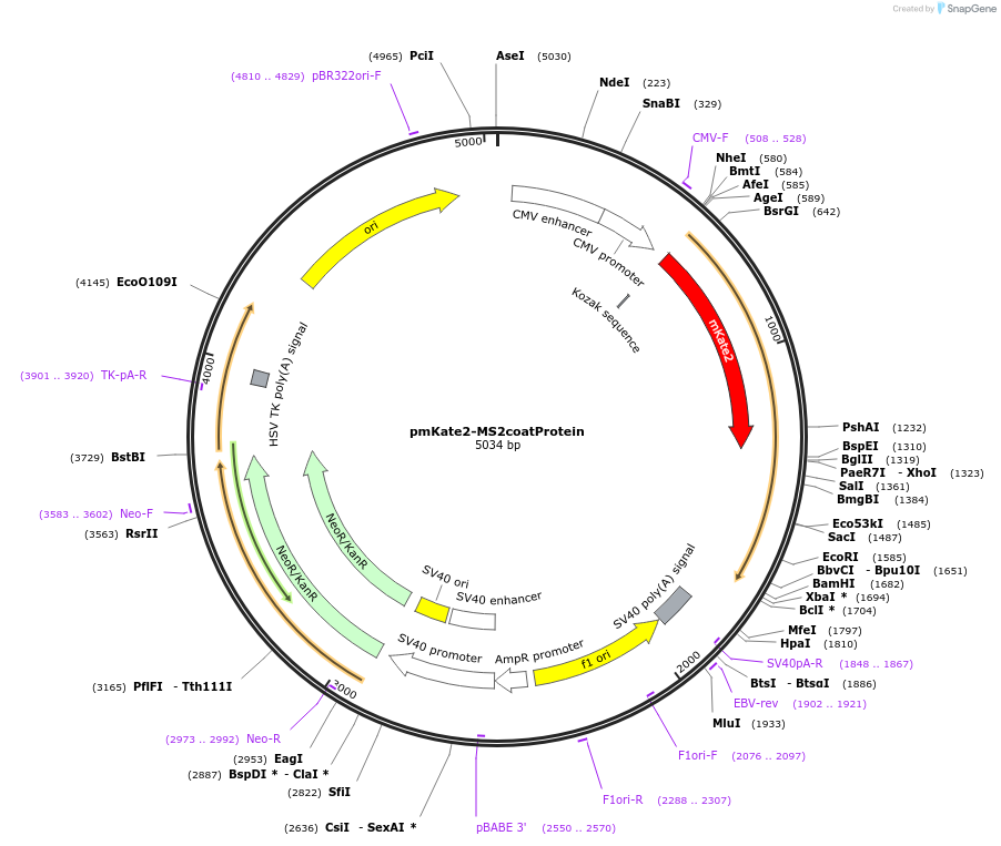 103833-plasmid-map-sequence-id-199523