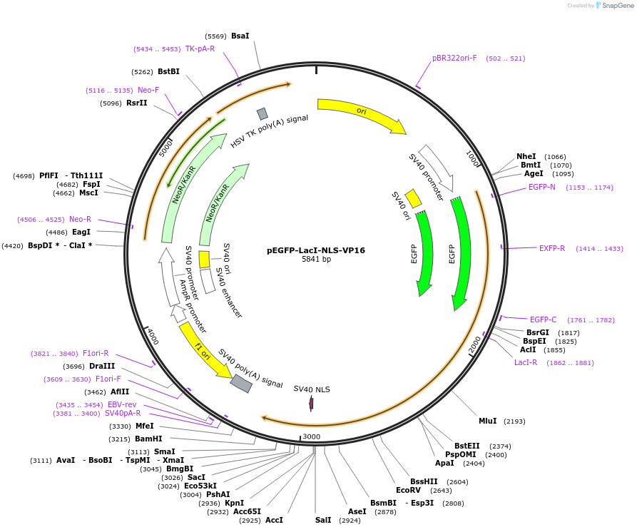 103836-plasmid-map-sequence-id-199529