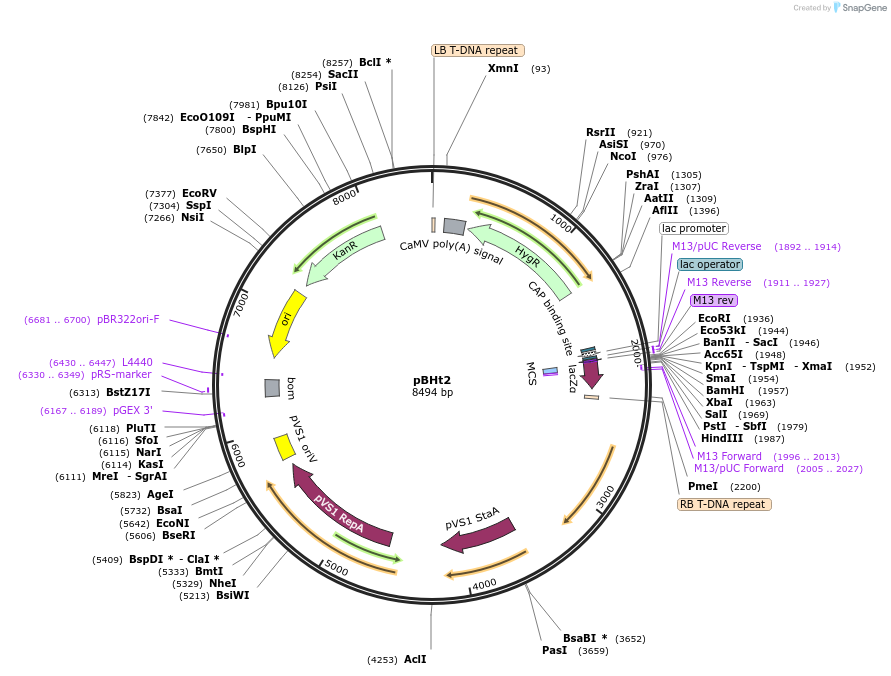 104175-plasmid-map-sequence-id-199530