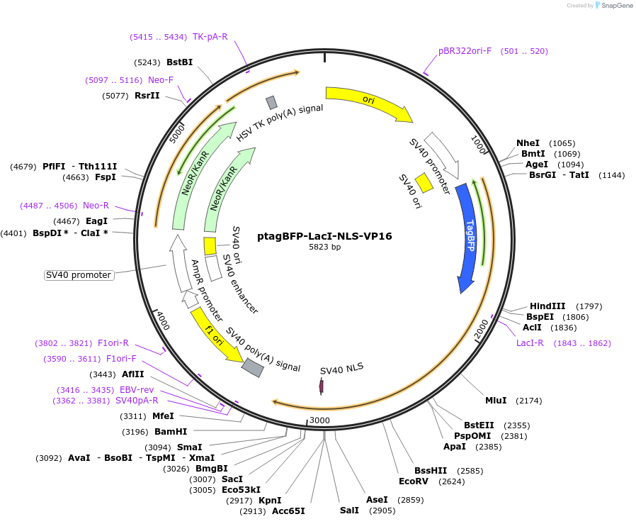 103837-plasmid-map-sequence-id-199532
