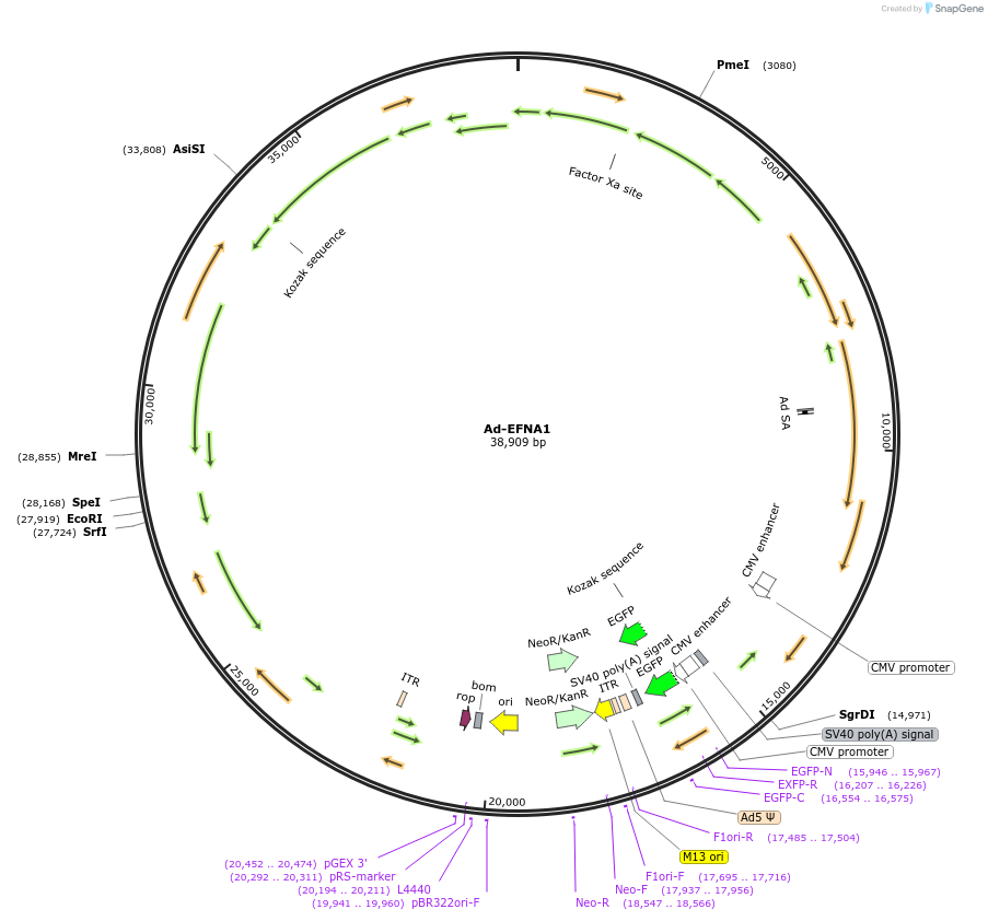 102724-plasmid-map-sequence-id-199536