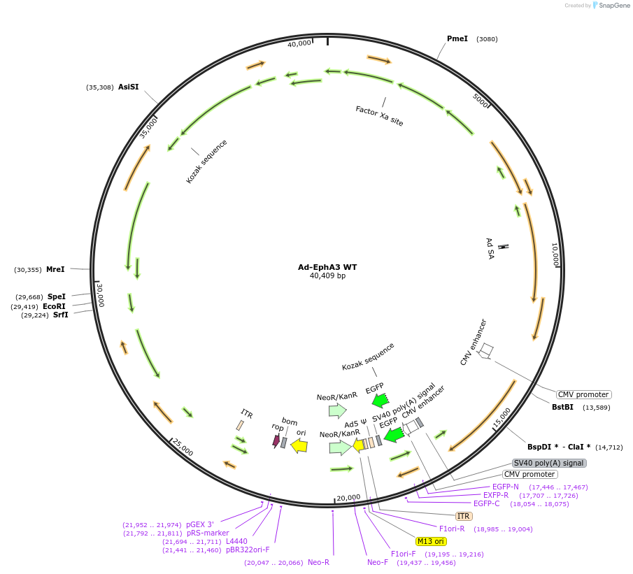 102725-plasmid-map-sequence-id-199538