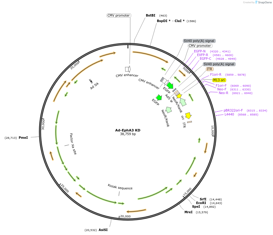 102726-plasmid-map-sequence-id-199539