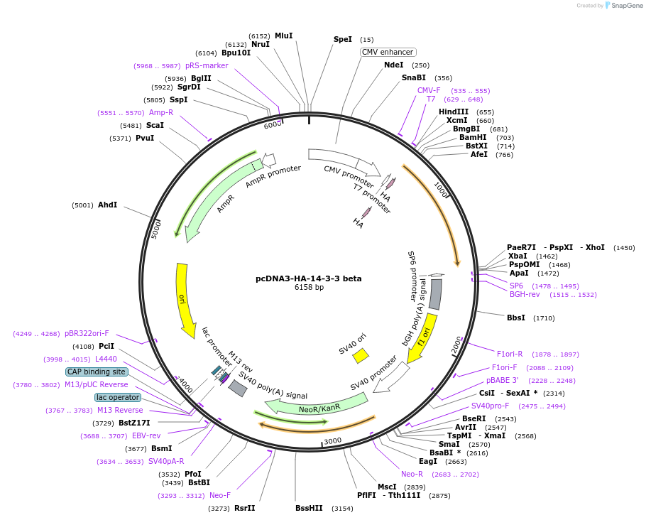 13270-plasmid-map-sequence-id-199550