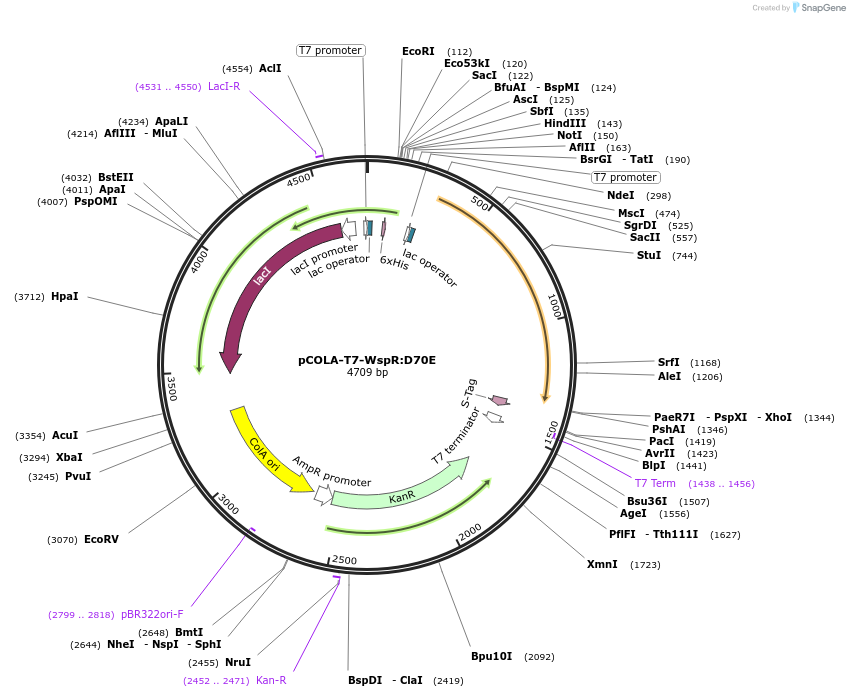 79164-plasmid-map-sequence-id-199555