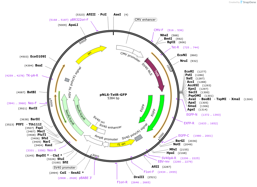 103838-plasmid-map-sequence-id-199557
