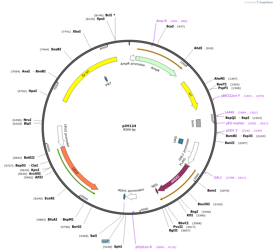102951-plasmid-map-sequence-id-199558