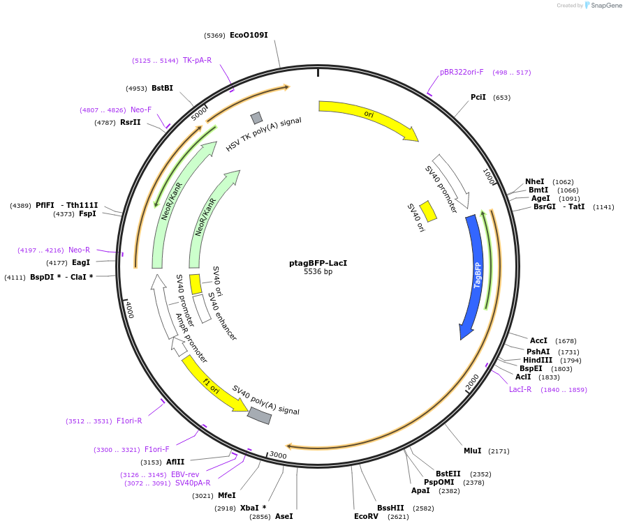 103839-plasmid-map-sequence-id-199563