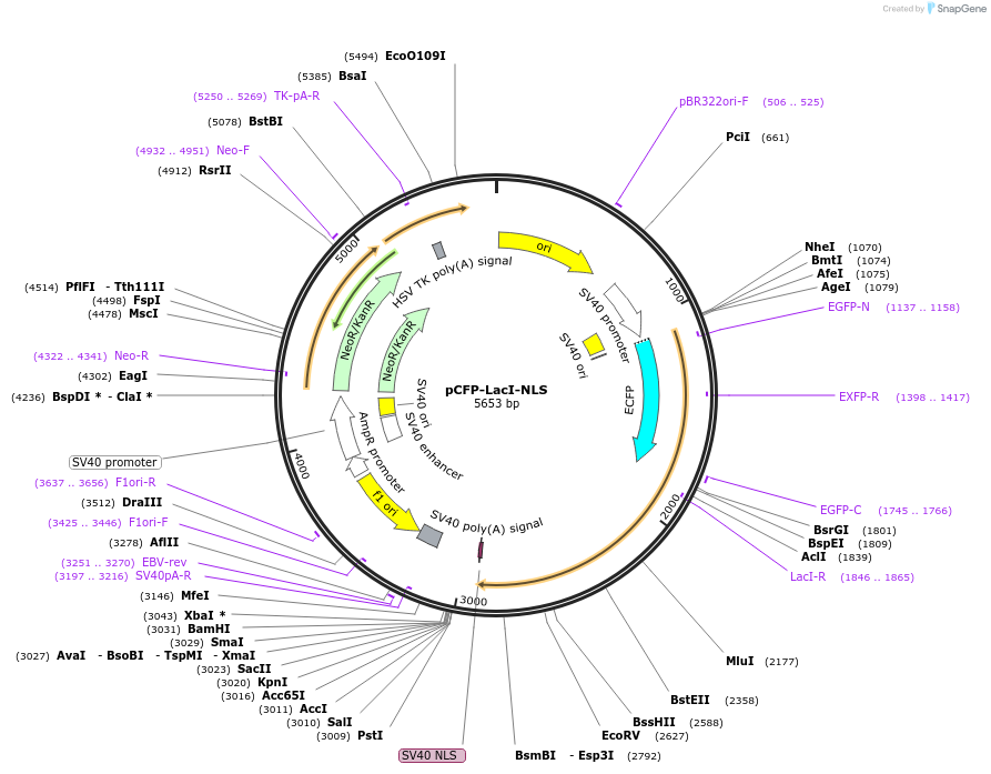 103840-plasmid-map-sequence-id-199570