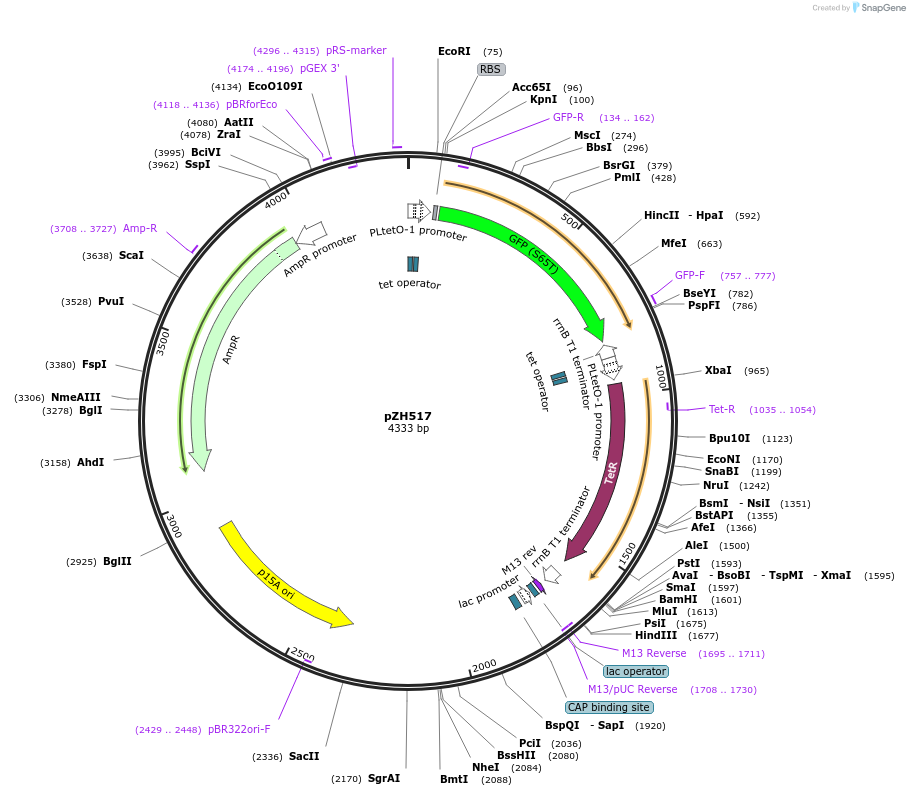 102670-plasmid-map-sequence-id-199582
