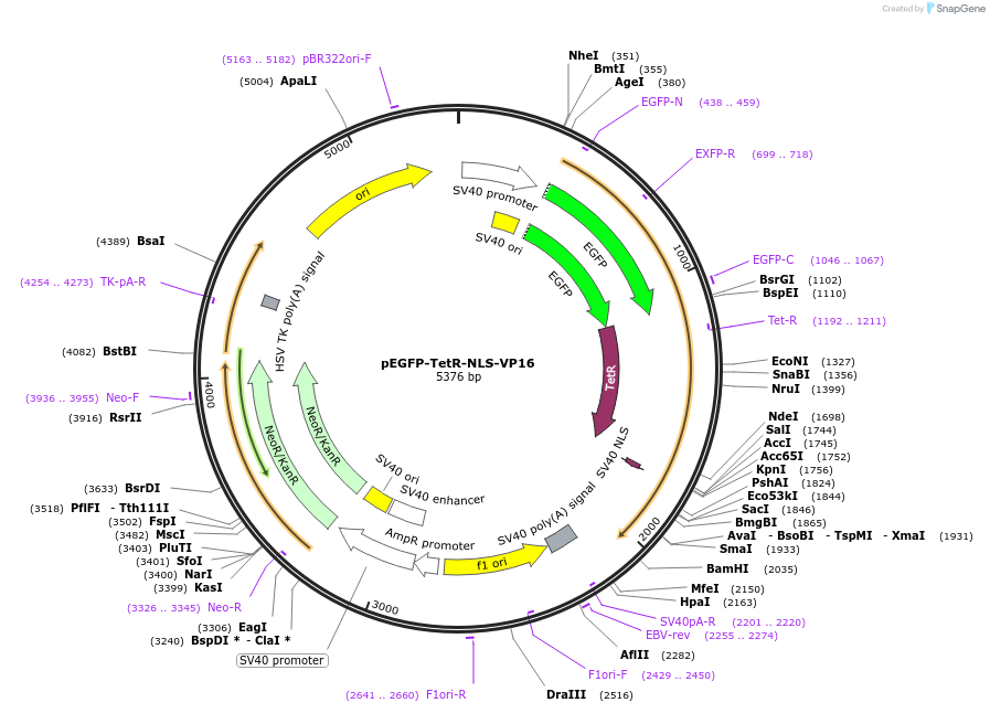 103834-plasmid-map-sequence-id-199610