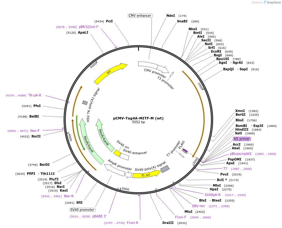 31151-plasmid-map-sequence-id-199629
