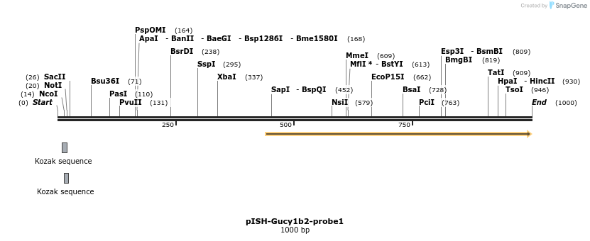 199631_map