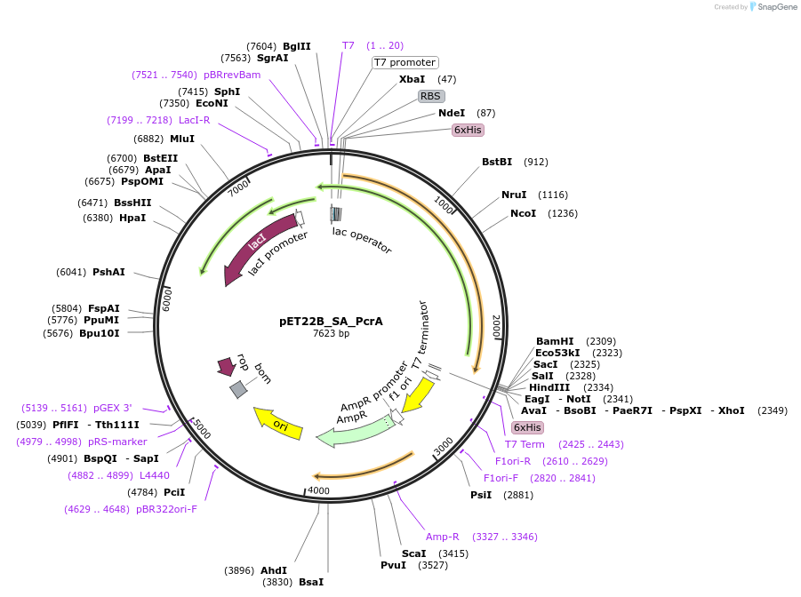 102999-plasmid-map-sequence-id-199646