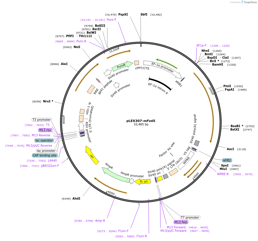 102867-plasmid-map-sequence-id-199678