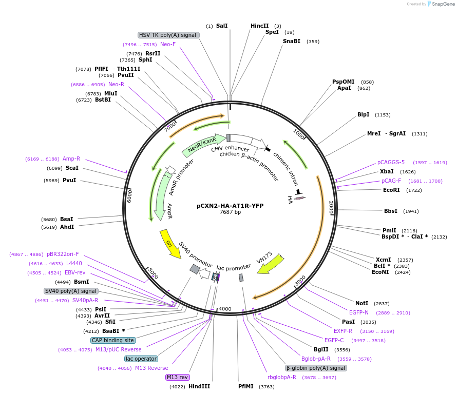 101659-plasmid-map-sequence-id-199683
