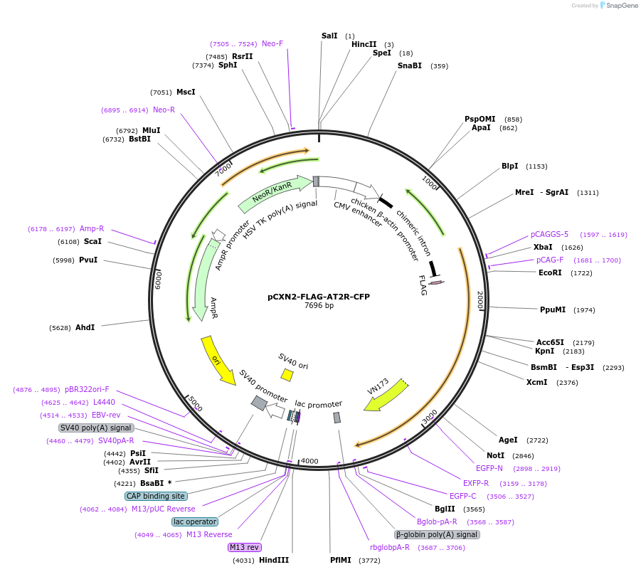 101660-plasmid-map-sequence-id-199684