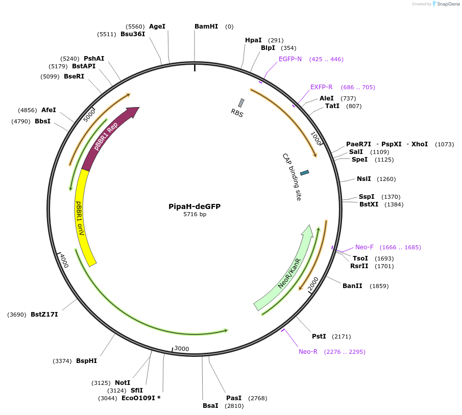 97093-plasmid-map-sequence-id-199719