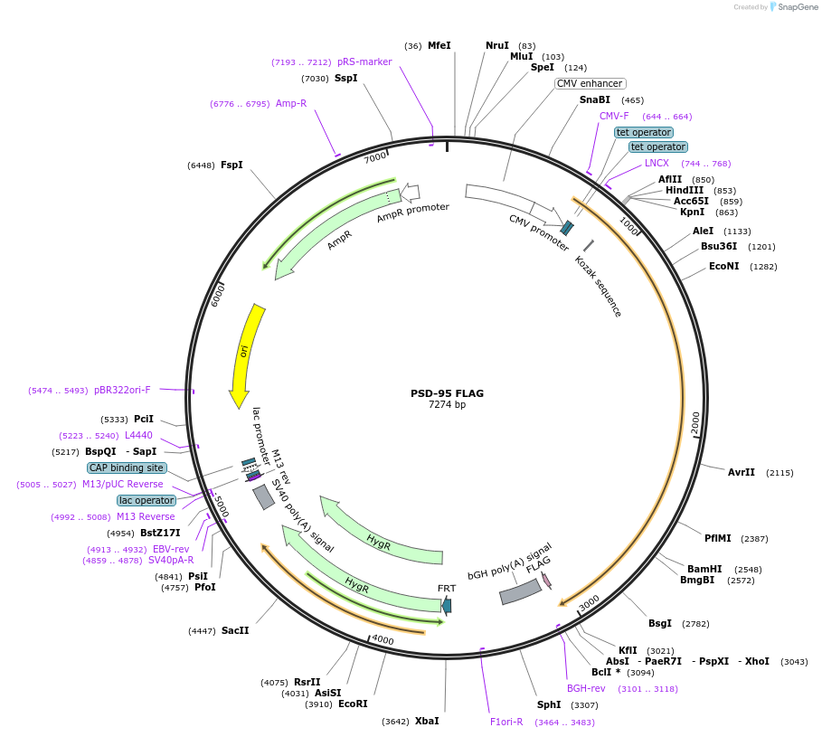 15463-plasmid-map-sequence-id-199722