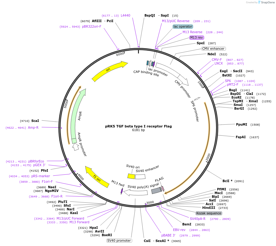 14831-plasmid-map-sequence-id-199725
