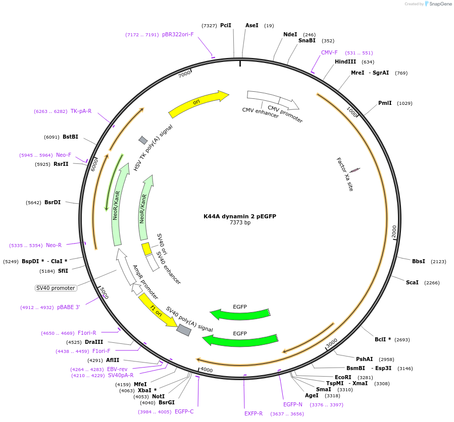 34687-plasmid-map-sequence-id-199732