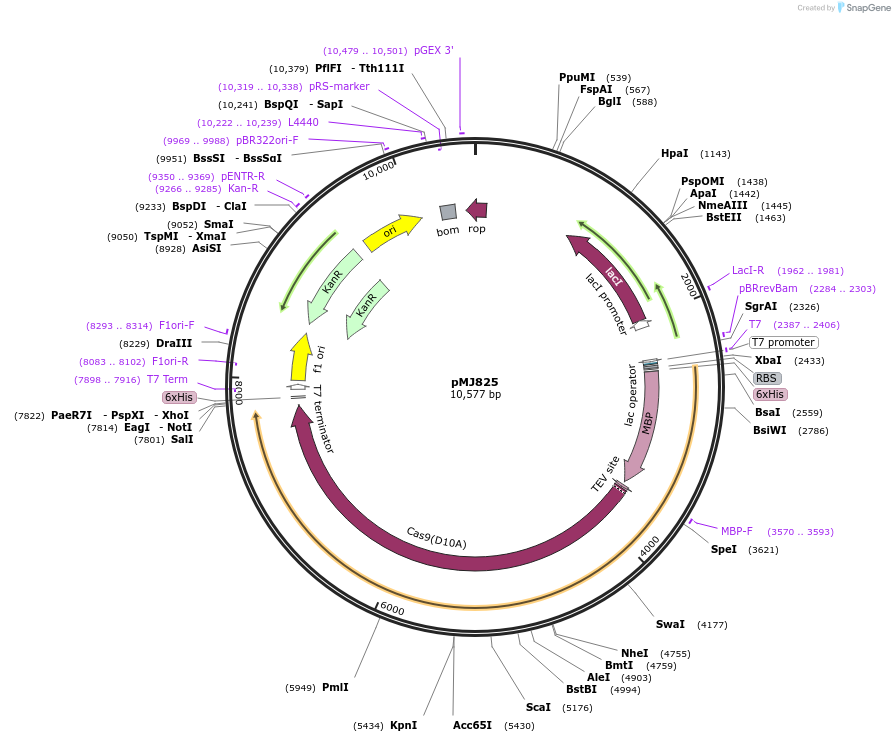 39315-plasmid-map-sequence-id-199733