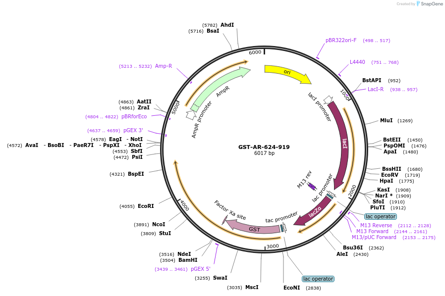 104200-plasmid-map-sequence-id-199742