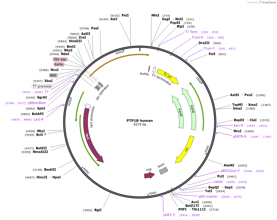 102719-plasmid-map-sequence-id-199760