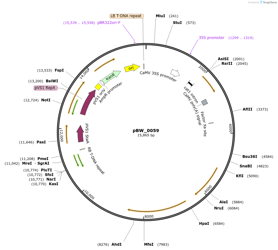 102819-plasmid-map-sequence-id-199762