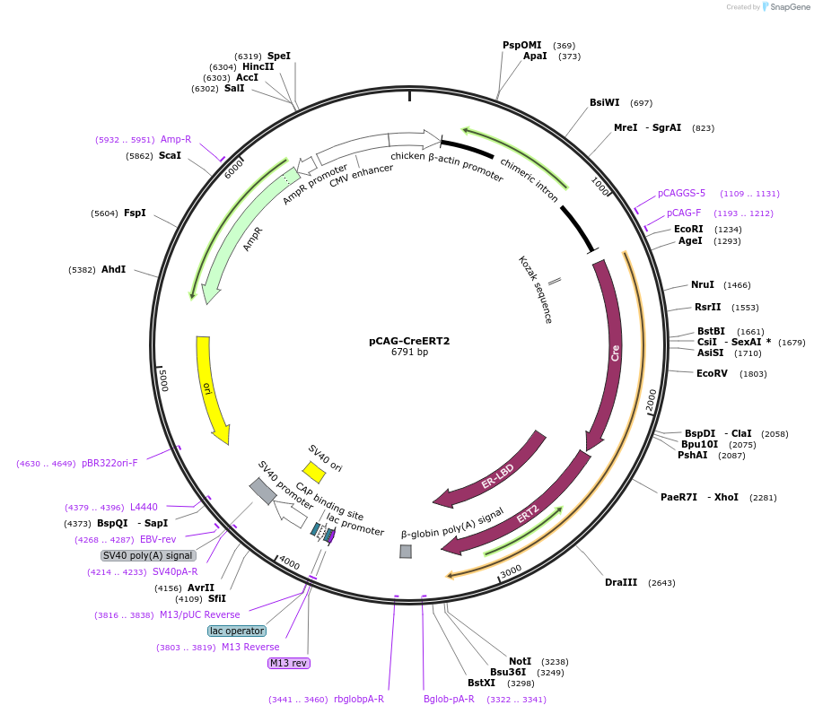 14797-plasmid-map-sequence-id-199783