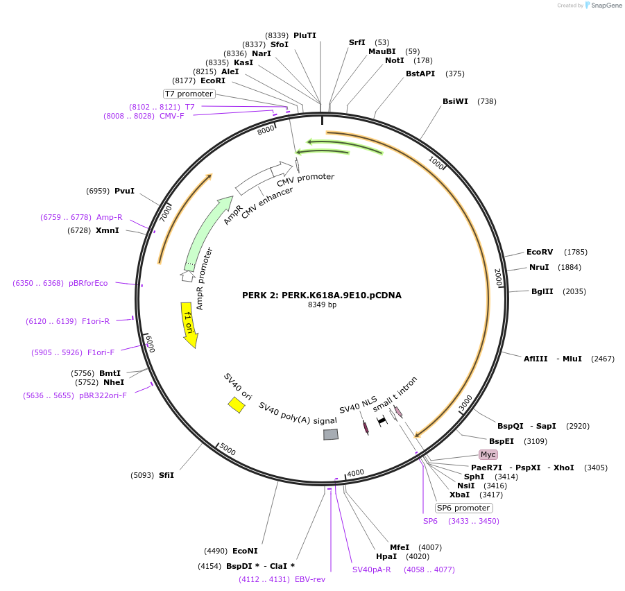 21815-plasmid-map-sequence-id-199802