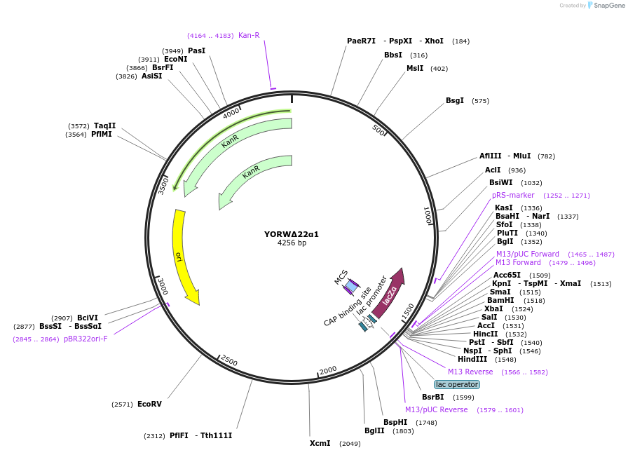101708-plasmid-map-sequence-id-199811