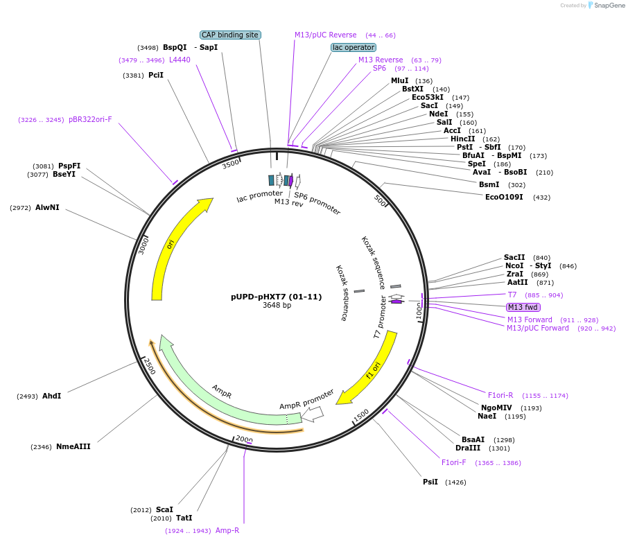 101686-plasmid-map-sequence-id-199817