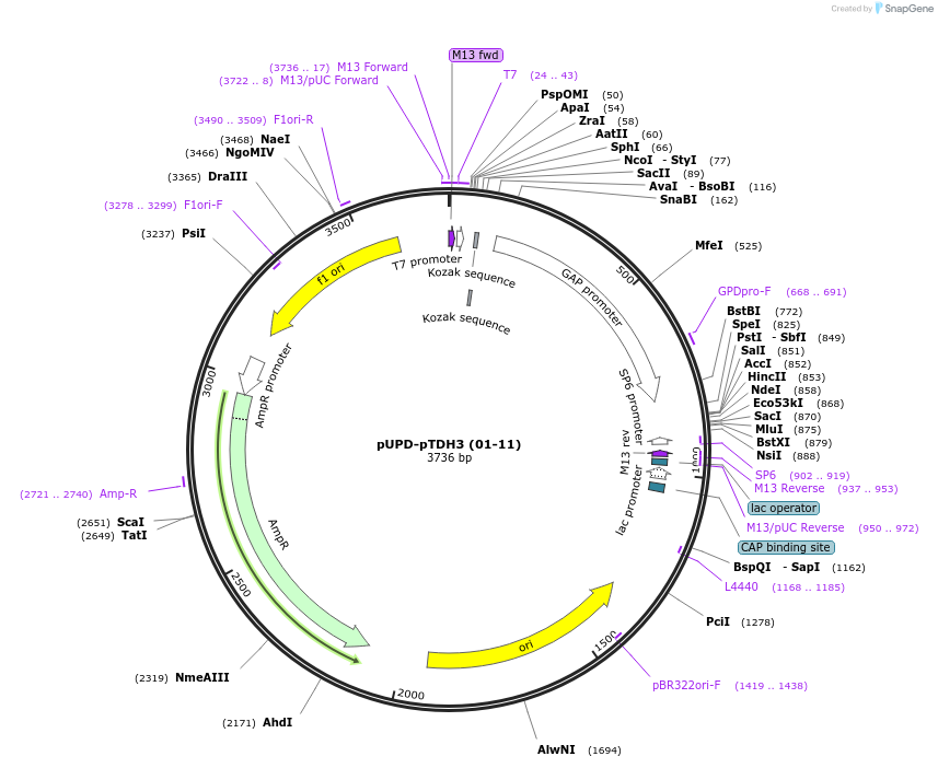101683-plasmid-map-sequence-id-199819