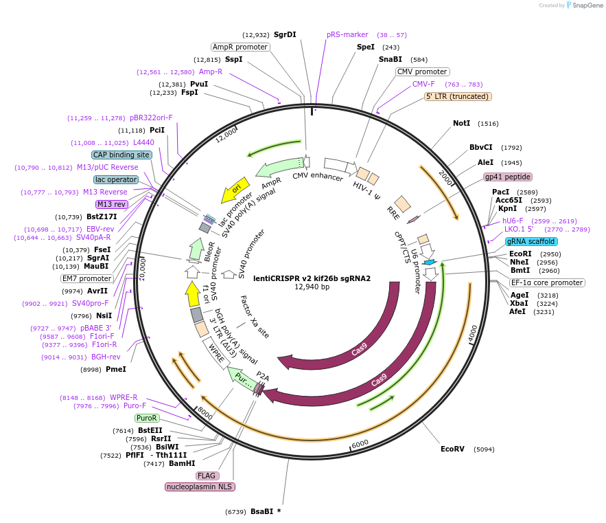 102858-plasmid-map-sequence-id-199820