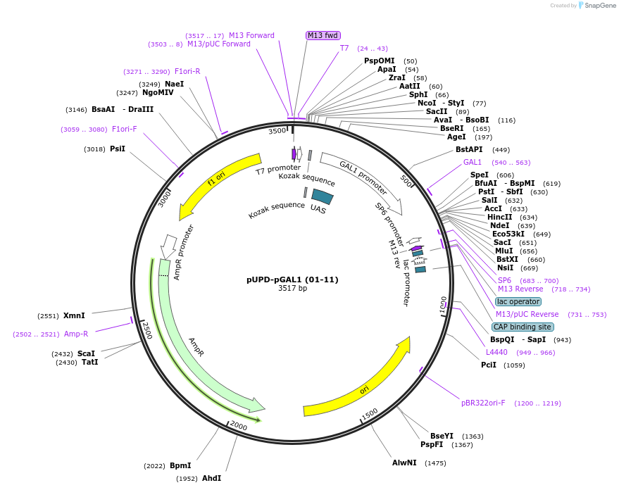 101682-plasmid-map-sequence-id-199824