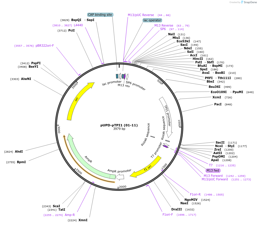 101687-plasmid-map-sequence-id-199827
